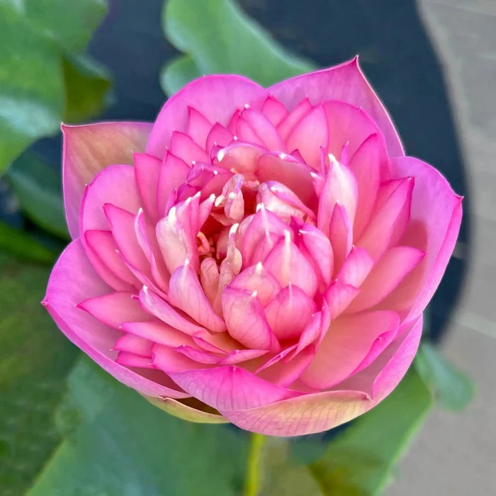 2024 Beauty Jing Lotus (Bare Root) - Play It Koi