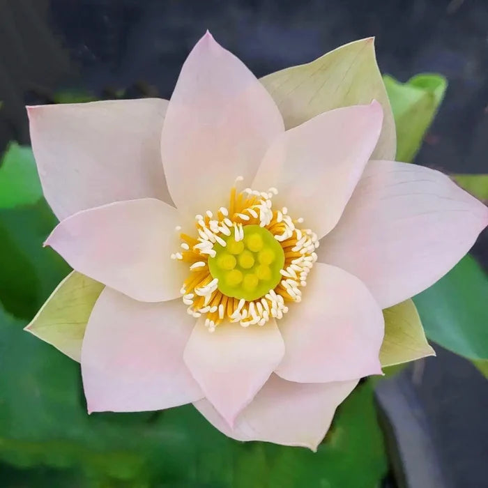 2024 Beauty Ning - Micro Lotus (Bare Root) - Play It Koi