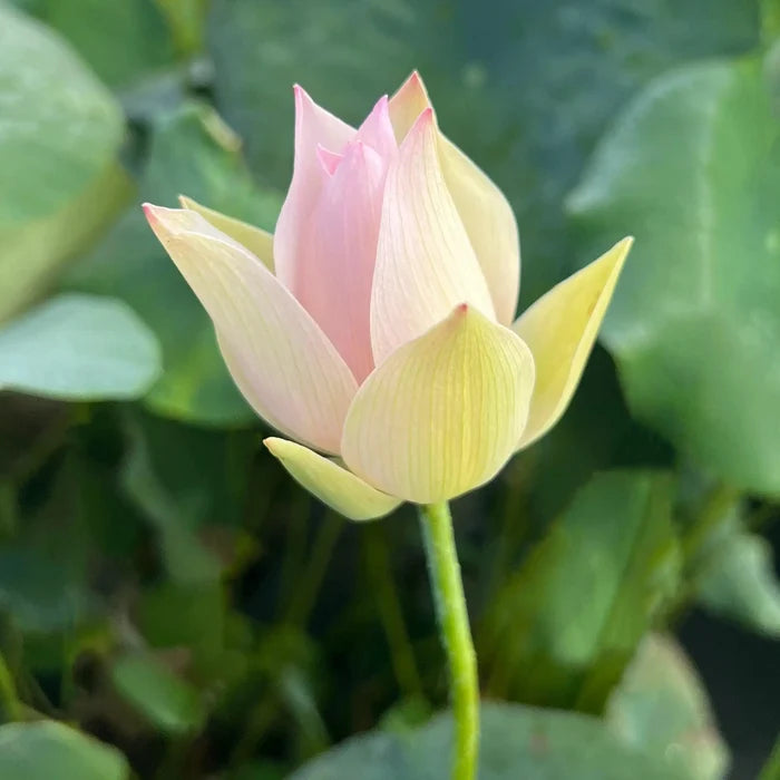 2024 Beauty Ning - Micro Lotus (Bare Root) - Play It Koi