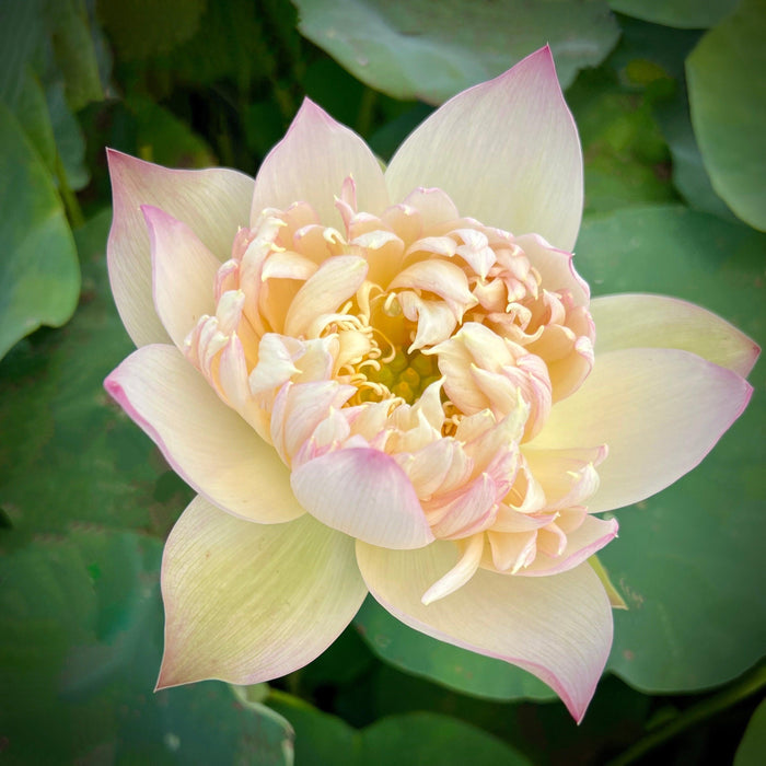 2024 Beauty Zang Lotus (Bare Root) - Play It Koi