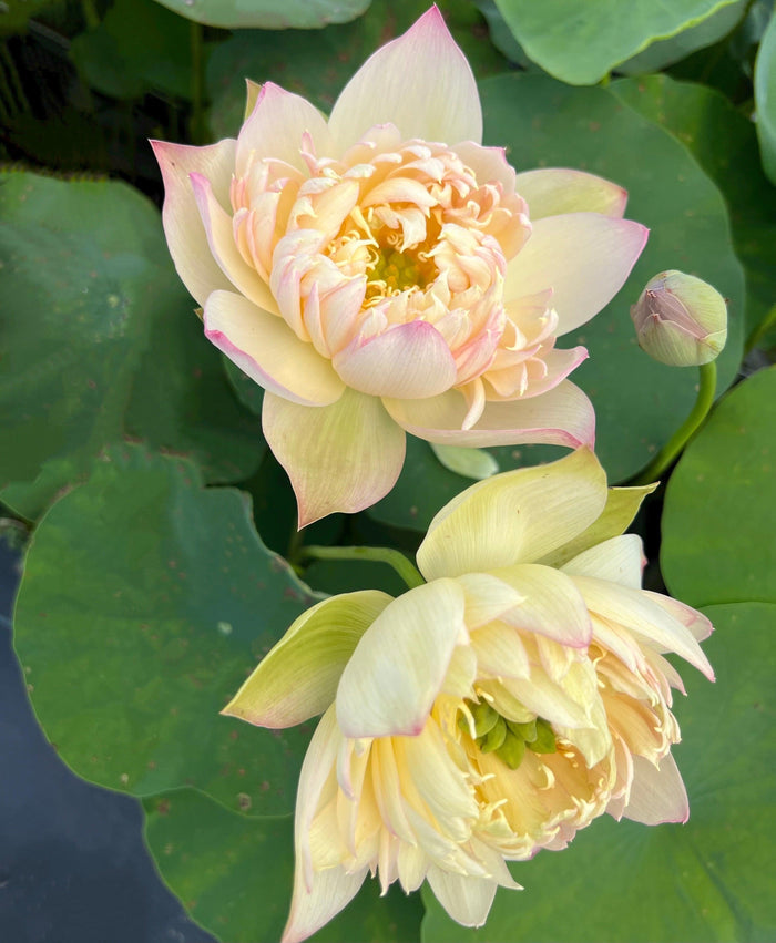 2024 Beauty Zang Lotus (Bare Root) - Play It Koi