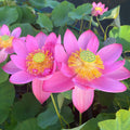 Beijing Temple of Heaven - Celestial Beauty Lotus (Bare Root) - Play It Koi