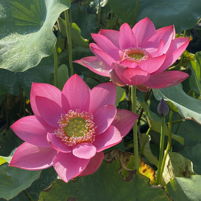 Beijing Temple of Heaven - Celestial Beauty Lotus (Bare Root) - Play It Koi