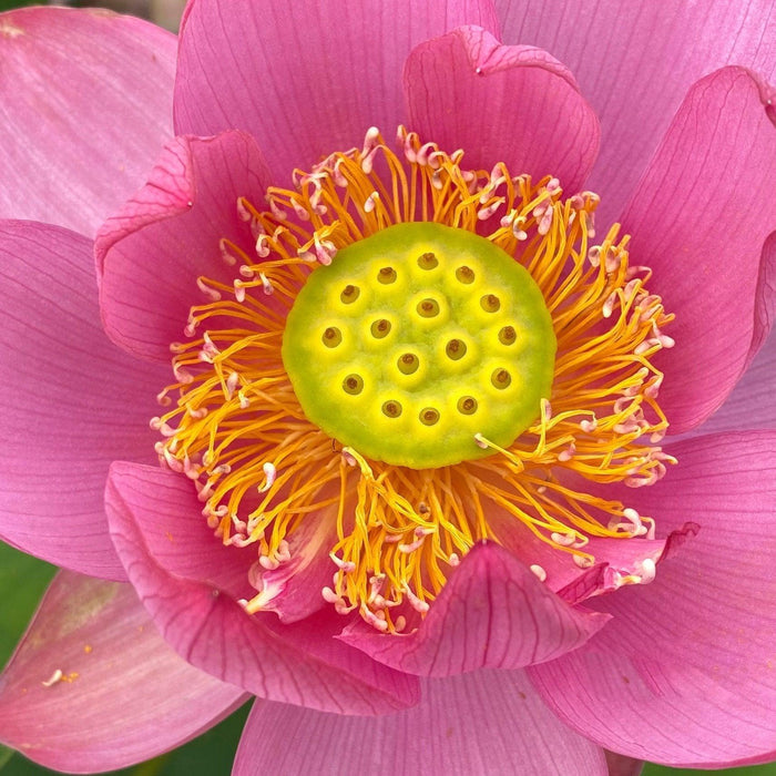 Beijing Temple of Heaven - Celestial Beauty Lotus (Bare Root) - Play It Koi