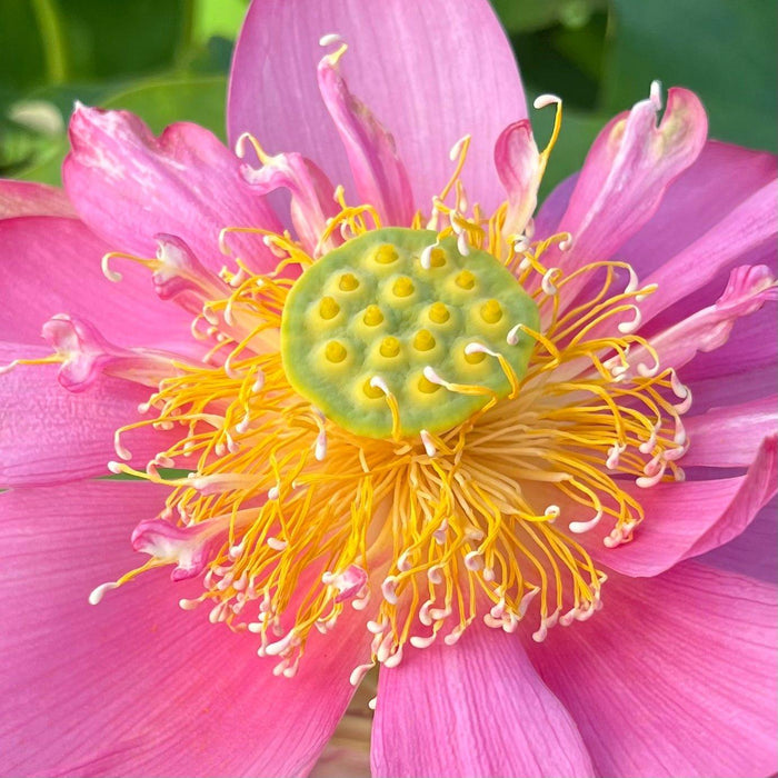 Beijing Temple of Heaven - Celestial Beauty Lotus (Bare Root) - Play It Koi