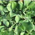 Blue Cloud Water Lettuce (FPBC Pistia) - Play It Koi