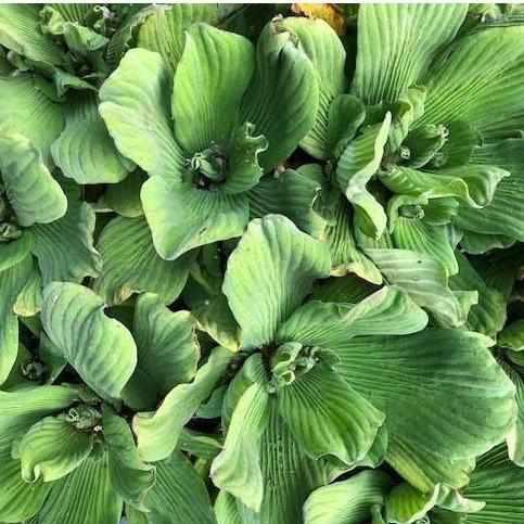 Blue Cloud Water Lettuce (FPBC Pistia) - Play It Koi