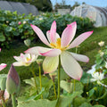 Blushing Fairy Lotus (Bare Root) - Play It Koi