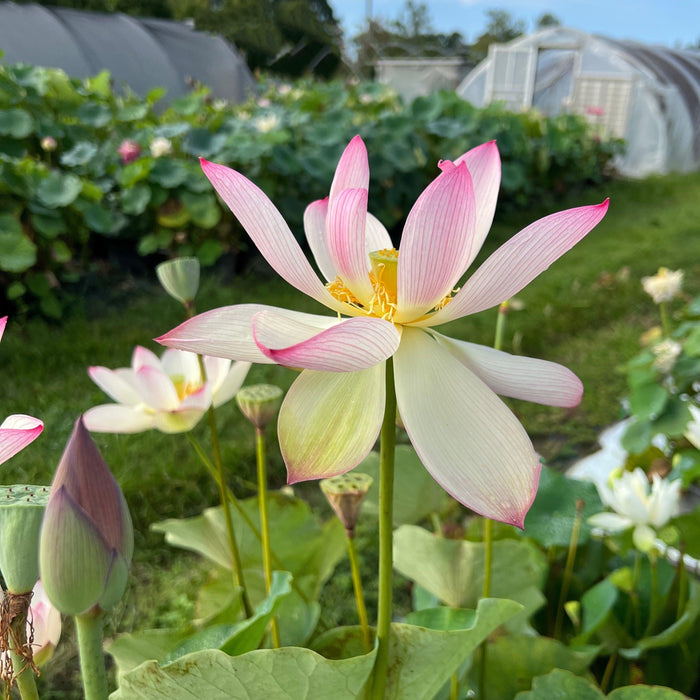 Blushing Fairy Lotus (Bare Root) - Play It Koi