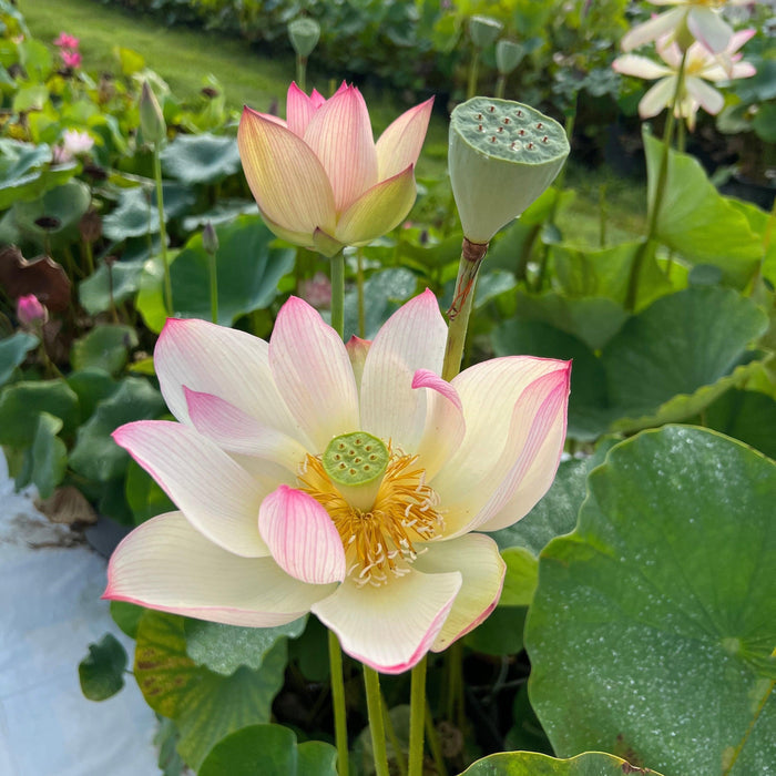 Blushing Fairy Lotus (Bare Root) - Play It Koi