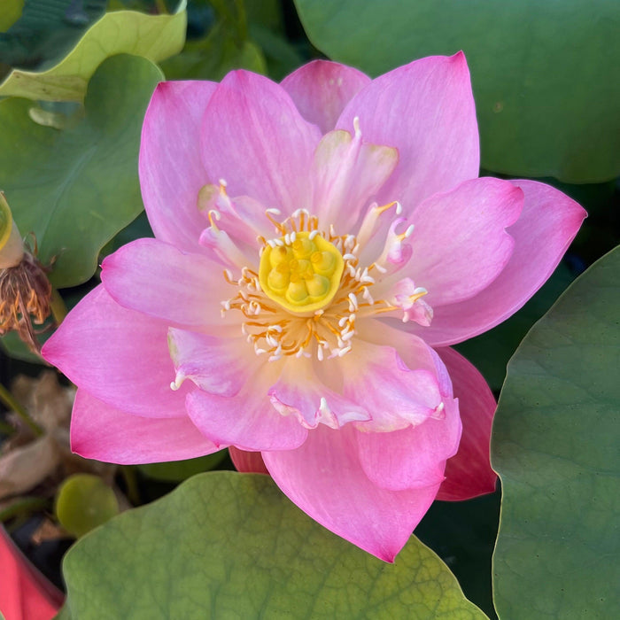 Book Boy Mini Lotus Lotus (Bare Root) - Play It Koi