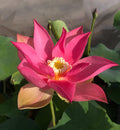 Brocade on Red Cloth Lotus (Bare Root) - Play It Koi