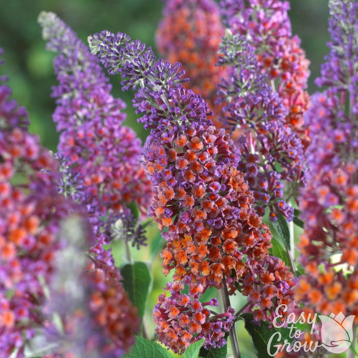 The multicolored flowers have tangerine amber in contrast to the vivid lavender of the Bicolor Butterfly Bush.