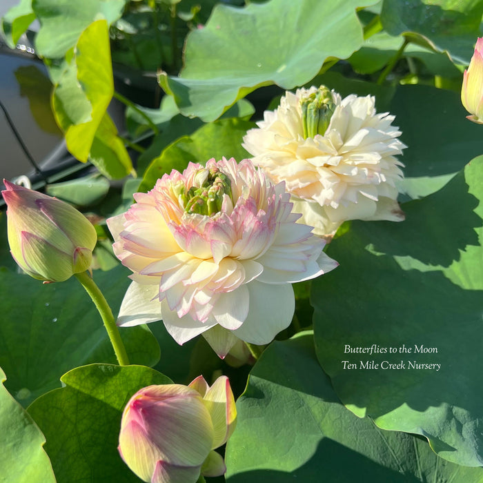 Butterfly to the Moon Lotus (Bare Root)