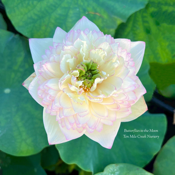 Butterfly to the Moon Lotus (Bare Root)