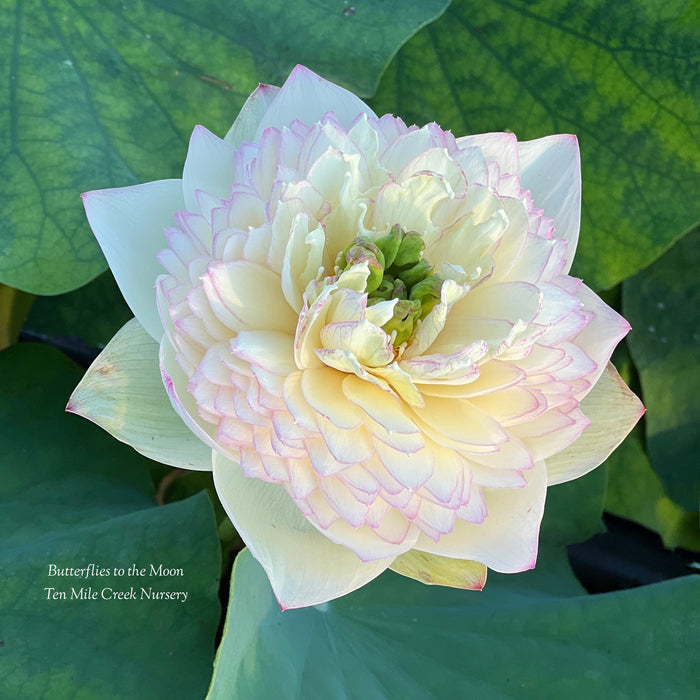 Butterfly to the Moon Lotus (Bare Root)