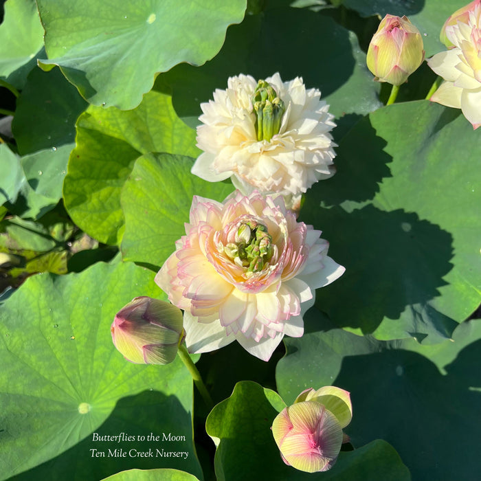 Butterfly to the Moon Lotus (Bare Root)