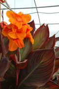 Canna 'African Sunset' (Bare Root) - Play It Koi