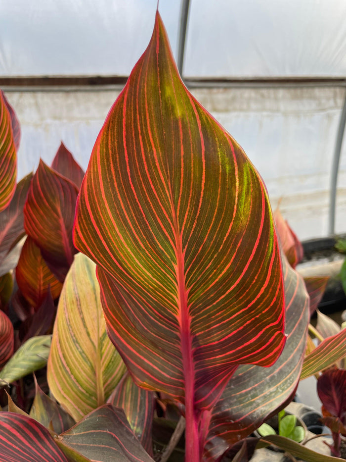 Canna 'African Sunset' (Bare Root) - Play It Koi