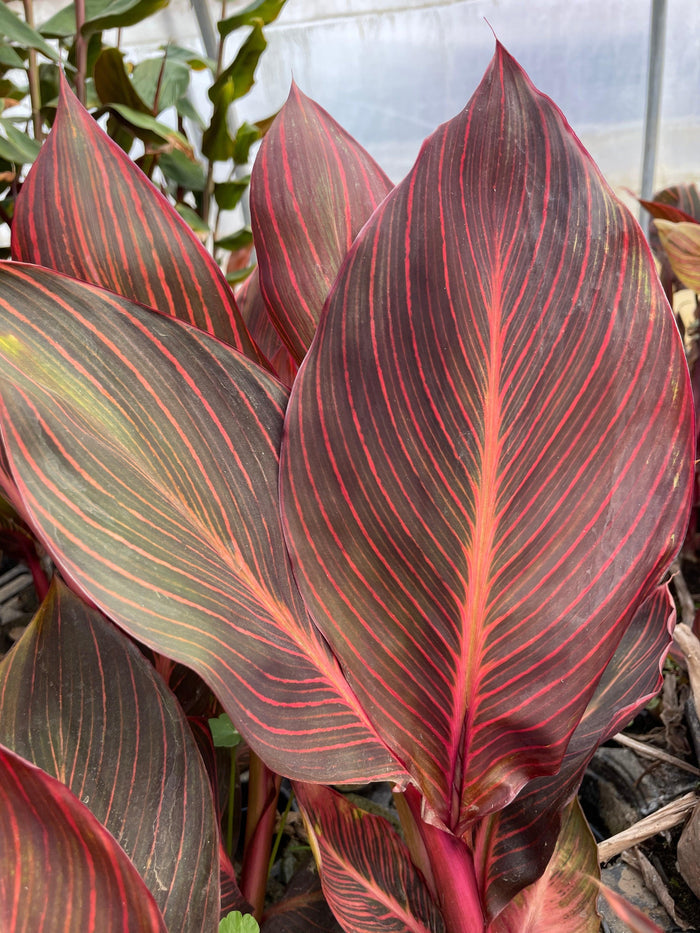 Canna 'African Sunset' (Bare Root) - Play It Koi