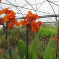 Canna 'Emerald Sunset' - Orange (Bare Root) - Play It Koi