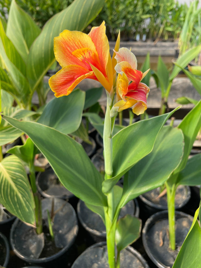 Canna 'Napoleon' (Bare Root) - Play It Koi
