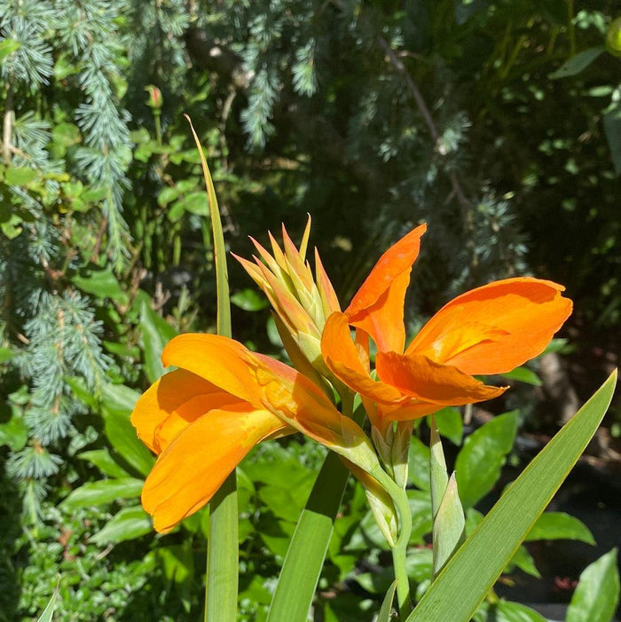 Canna 'Orange Sherbert' - Orange (Bare Root) - Play It Koi