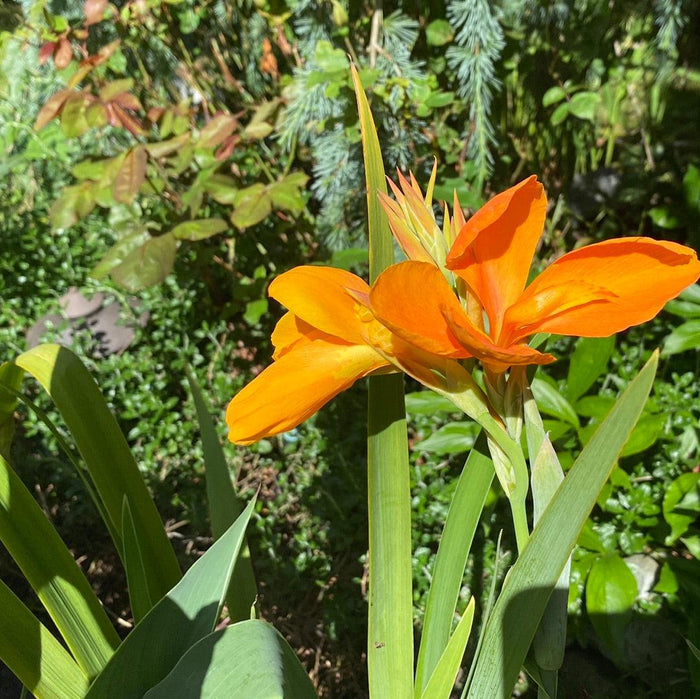 Canna 'Orange Sherbert' - Orange (Bare Root) - Play It Koi