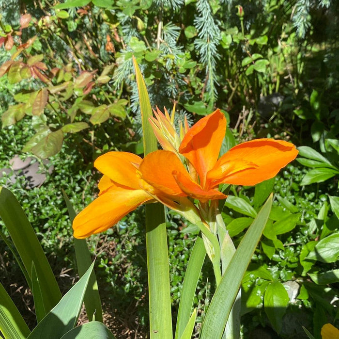 Canna 'Orange Sherbert' - Orange (Bare Root) - Play It Koi