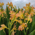 Canna 'Peach Delight' (Bare Root) - Play It Koi