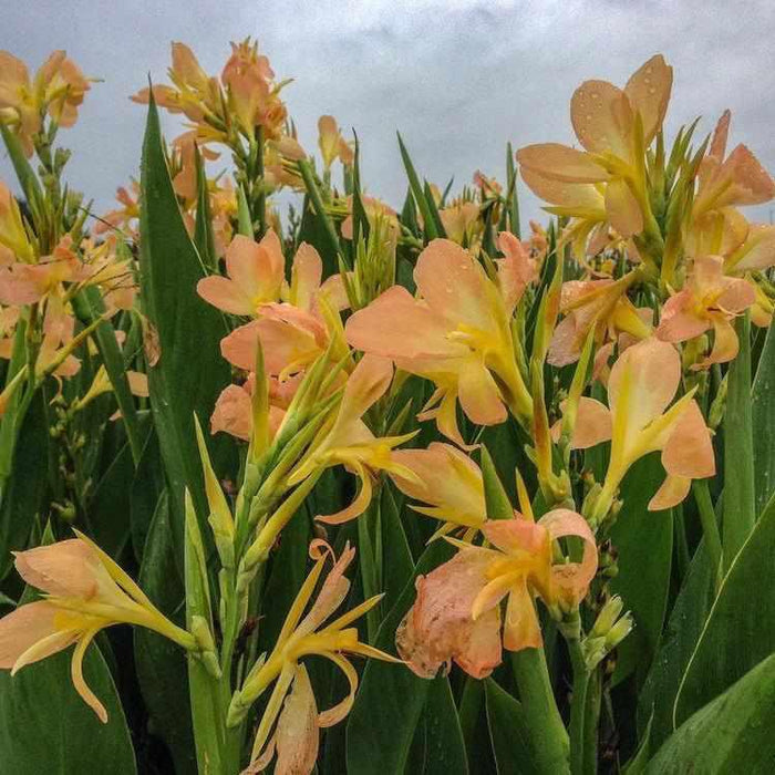 Canna 'Peach Delight' (Bare Root) - Play It Koi