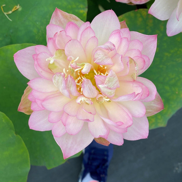 Carobee - Delicate Perfection Lotus (Bare Root) - Play It Koi
