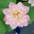 Carobee - Delicate Perfection Lotus (Bare Root) - Play It Koi