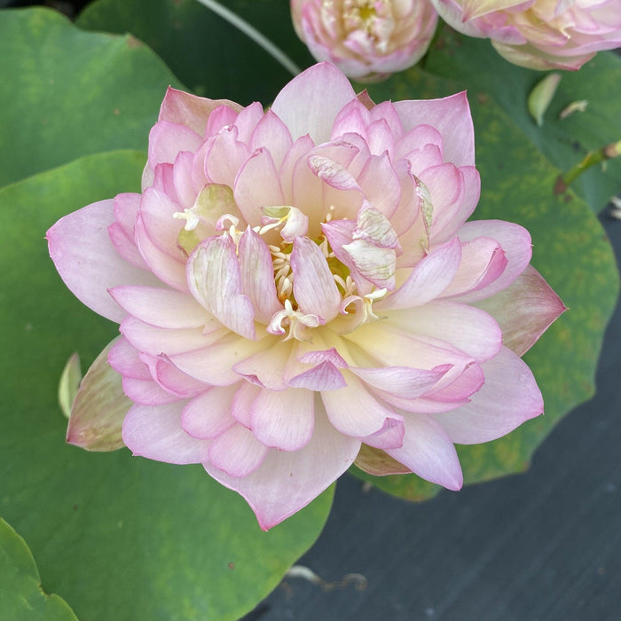 Carobee - Delicate Perfection Lotus (Bare Root) - Play It Koi