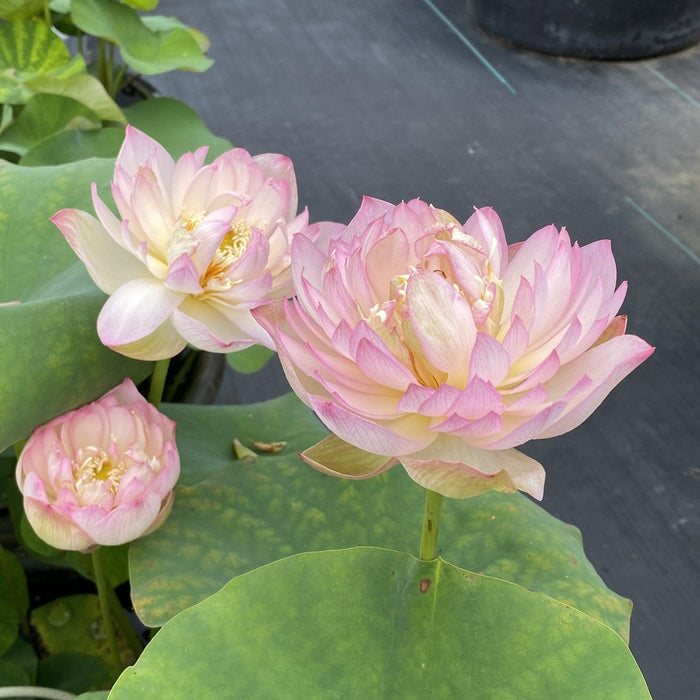 Carobee - Delicate Perfection Lotus (Bare Root) - Play It Koi