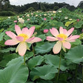 Carolina Queen Lotus (Bare Root) - Play It Koi