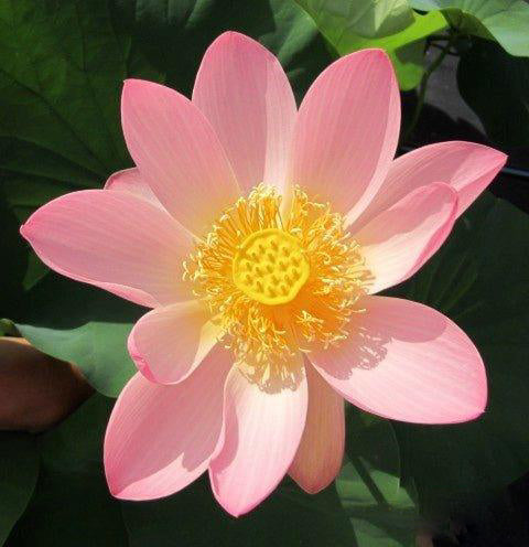 Carolina Queen Lotus (Bare Root) - Play It Koi