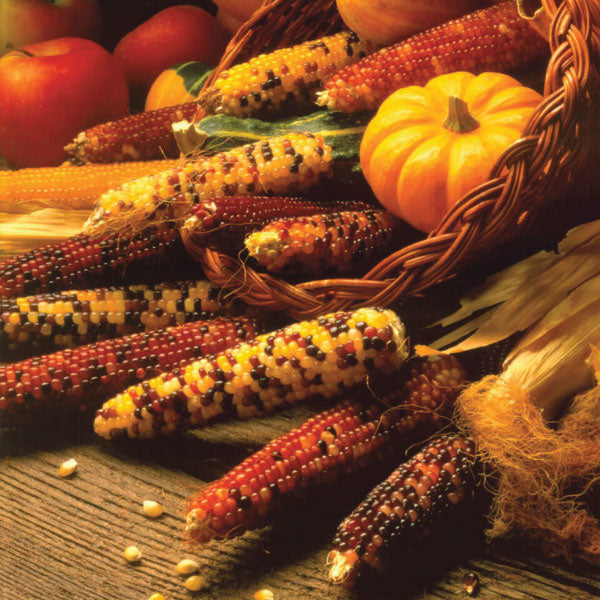 Carousel, Corn Seed