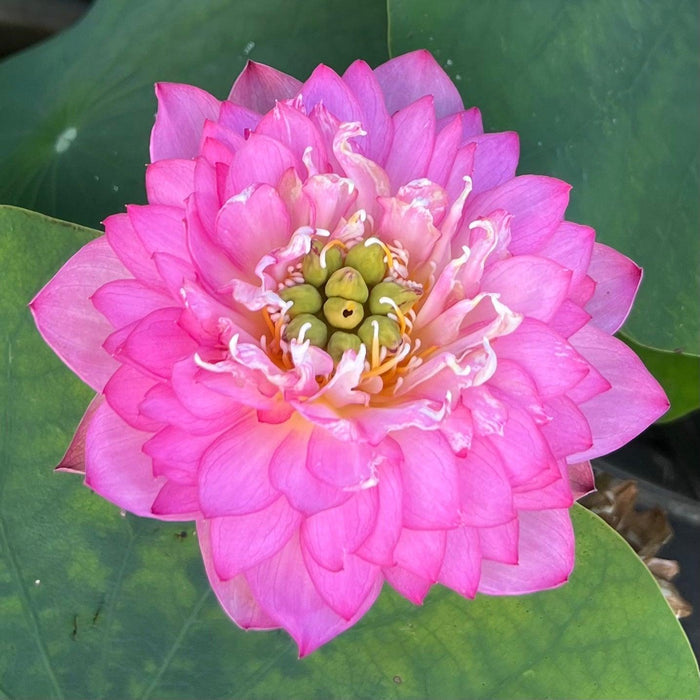 Celebration - Party Time Lotus (Bare Root) - Play It Koi
