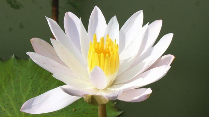 Celon Pink Night Blooming Tropical Water Lily