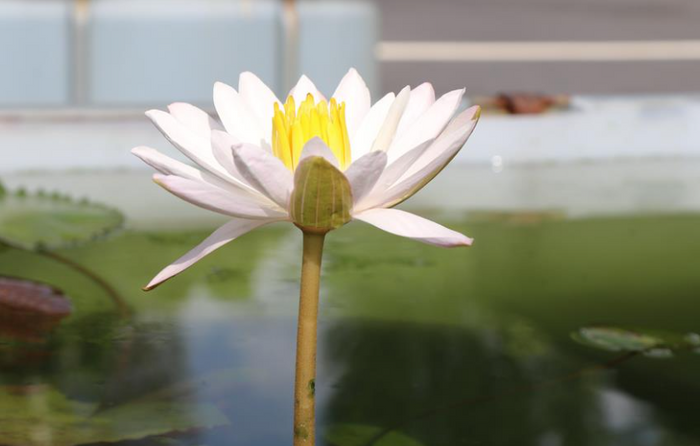 Celon Pink Night Blooming Tropical Water Lily