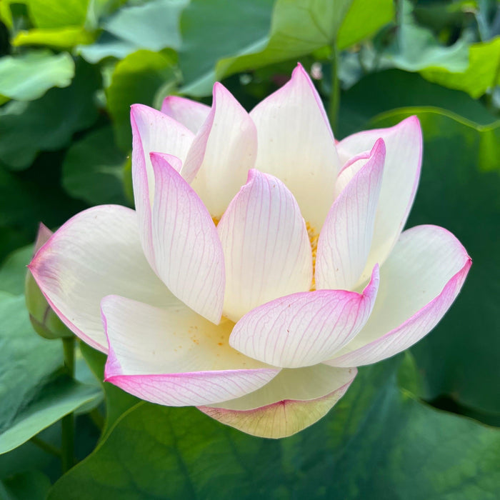 Chawan Basu Lotus (Bare Root) - Play It Koi
