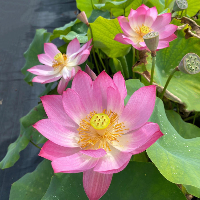 Child Rhyme Miniature Lotus Lotus (Bare Root) - Play It Koi