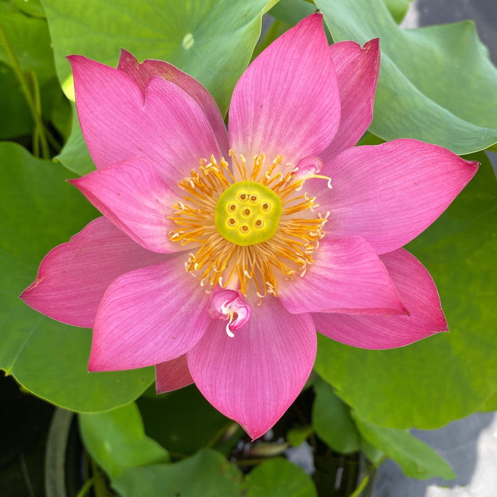 Child Rhyme Miniature Lotus Lotus (Bare Root) - Play It Koi