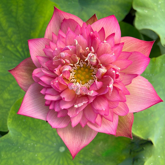 2024 Chinese Lark Lotus (Bare Root) - Play It Koi