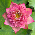 2024 Chinese Lark Lotus (Bare Root) - Play It Koi