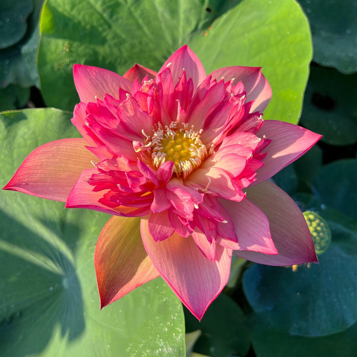 2024 Chinese Lark Lotus (Bare Root) - Play It Koi