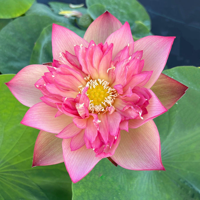 2024 Chinese Lark Lotus (Bare Root) - Play It Koi