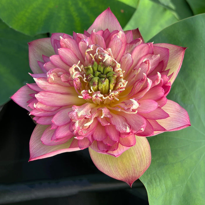 2024 Chinese Lark Lotus (Bare Root) - Play It Koi
