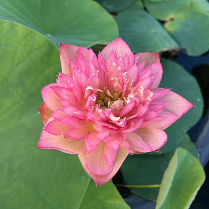 2024 Chinese Lark Lotus (Bare Root) - Play It Koi